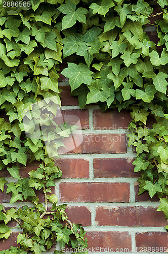 Image of Ivy on a red brick wall 