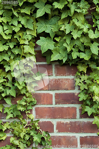 Image of Ivy on a red brick wall 
