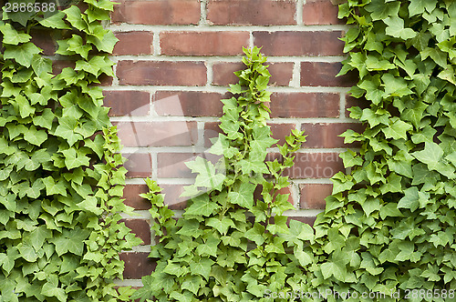 Image of Ivy growing up a brick wall