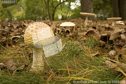 Image of Wild Mushroom