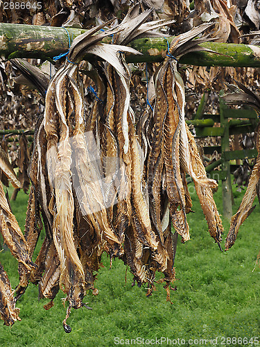 Image of Drying fish, Iceland