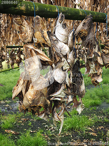 Image of Drying fish, Iceland