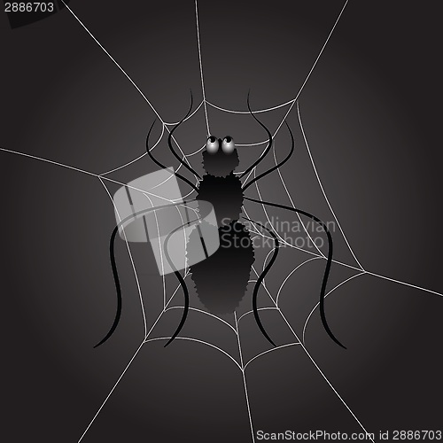 Image of black spider