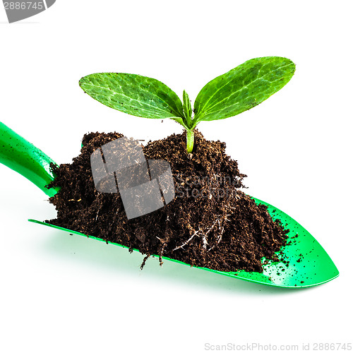 Image of Young plant on gardening tool