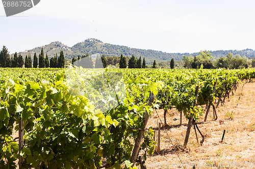 Image of Provence vineyard