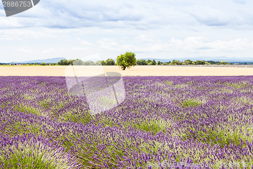 Image of Lavander field