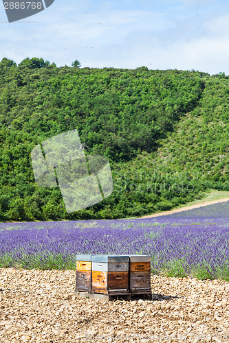 Image of Beehive close to lavander field