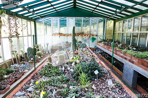 Image of Cactus greenhouse