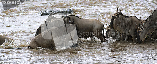 Image of Great Wildebeest Migration