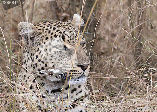 Image of African leopard