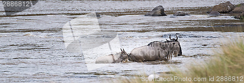 Image of Great Wildebeest Migration