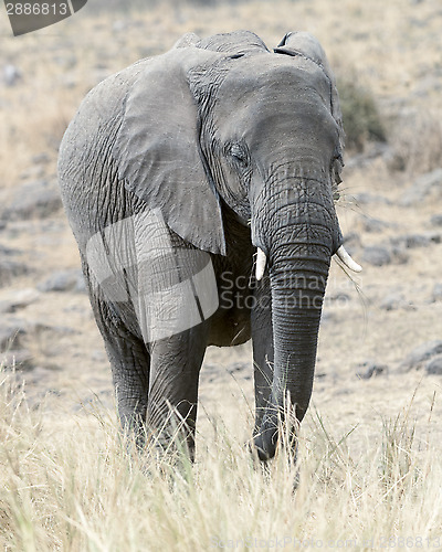 Image of  African Bush Elephant