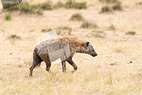 Image of hyena