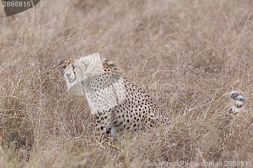 Image of cheetah in tall grass