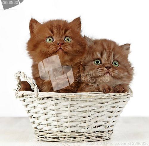 Image of british long hair kittens