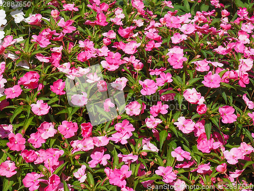 Image of Impatiens New Guinea flower