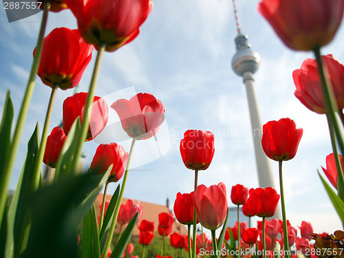 Image of TV Tower, Berlin