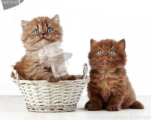 Image of british long hair kitten