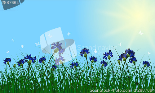 Image of Clovers on summer background