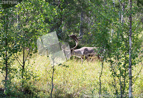 Image of Deer in the forest