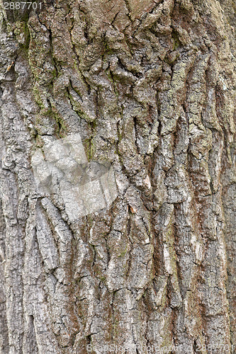 Image of Bark of Pine Tree