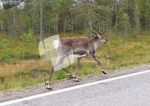 Image of Deer runs on road