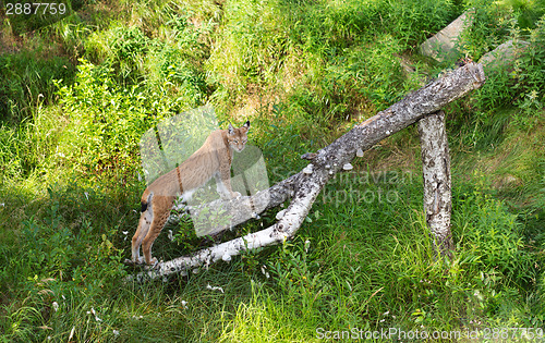 Image of Lynx in the grass