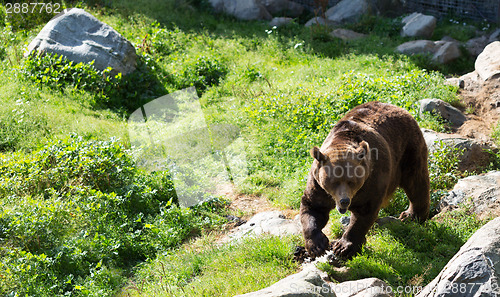 Image of Brown bear is posing on the rock.