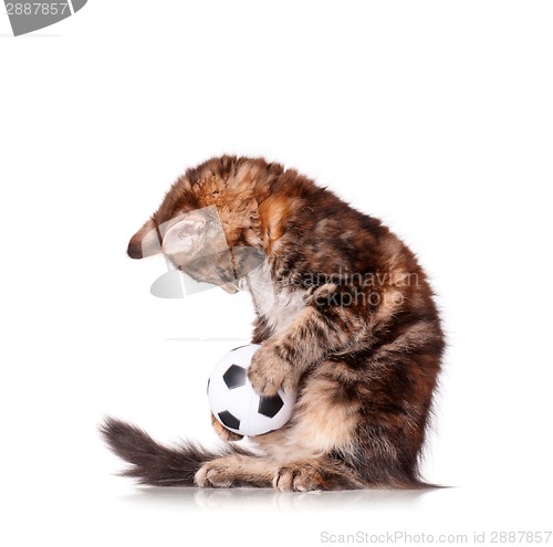 Image of Kitten with ball