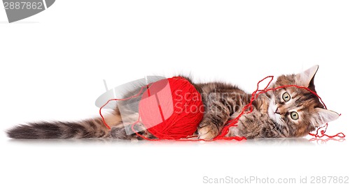 Image of Kitten with red clew of thread 