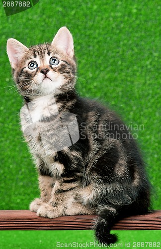 Image of Cute kitten