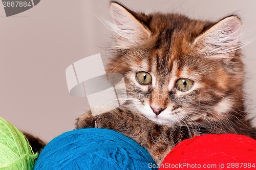 Image of Kitten with clews of thread