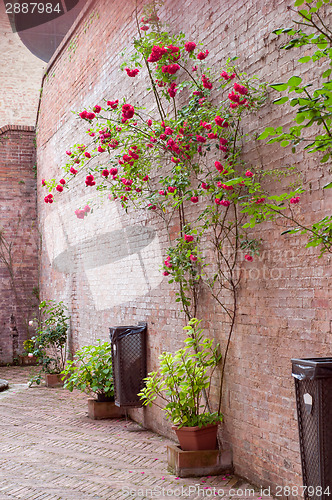 Image of Rose bushes trained up a stone wall