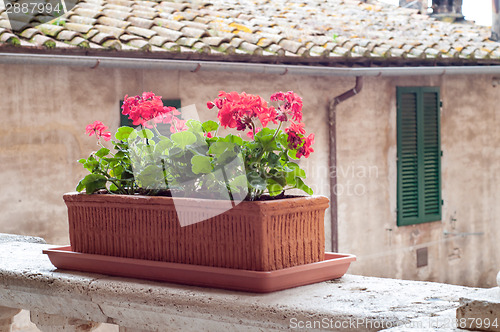 Image of Red geranium flowers in pot