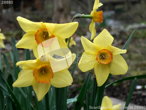Image of Daffodils