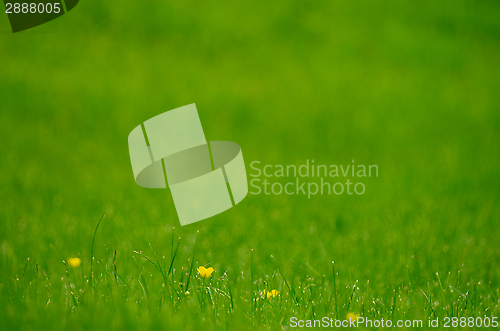 Image of Green Grass