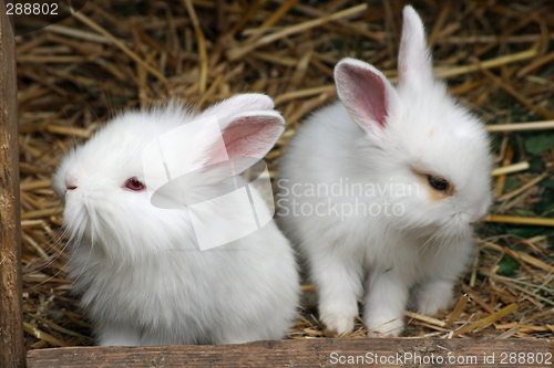 Image of baby rabbit