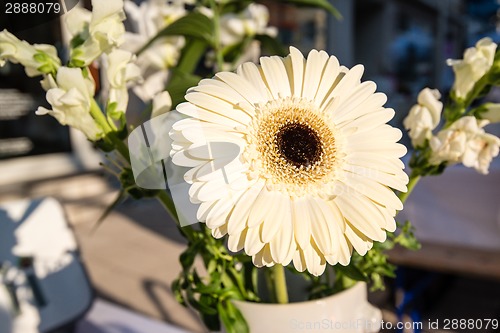 Image of Bright daisy flower - gerbera