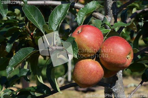 Image of Three red apples ripen on the tree