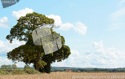 Image of Oak trees border a wheat field in Kent