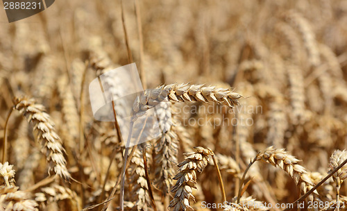 Image of Single ear of ripening wheat against the crop