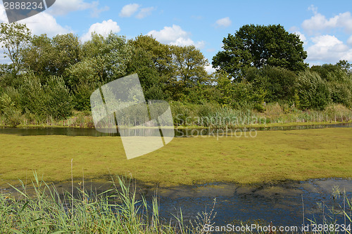 Image of Thick green weed and algae covering a pond