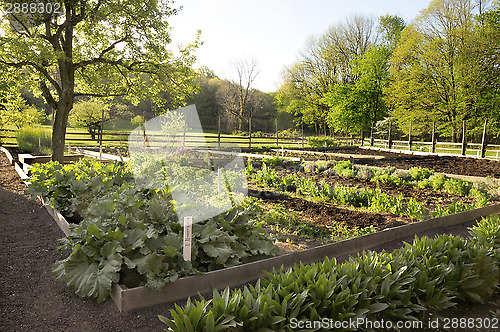 Image of Rural Garden