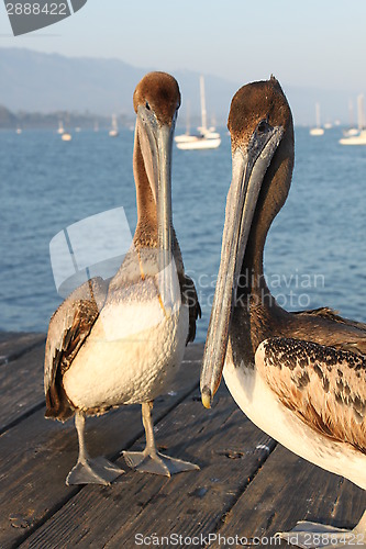 Image of California Pelicans