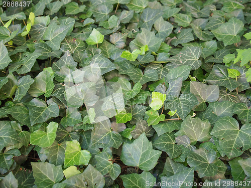 Image of Ivy leaves