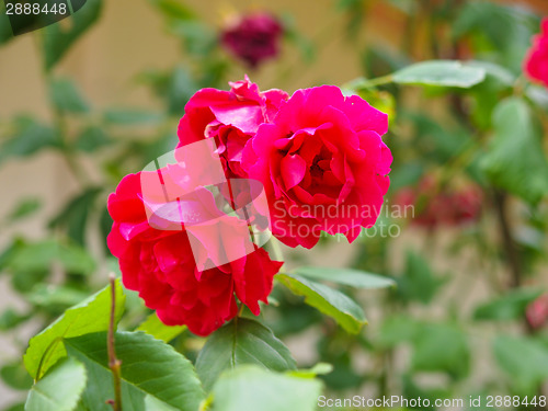 Image of Red rose