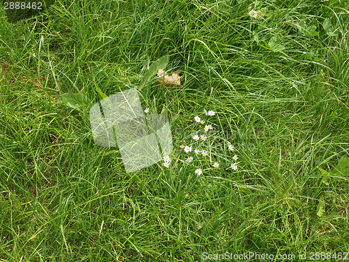 Image of Meadow grass