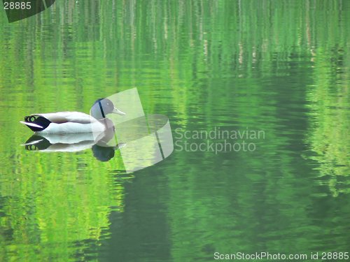 Image of Mallard Reflection