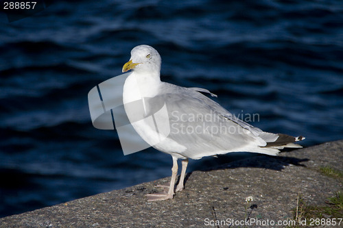 Image of Seagull