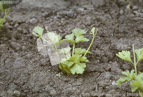 Image of Young Celery Plant